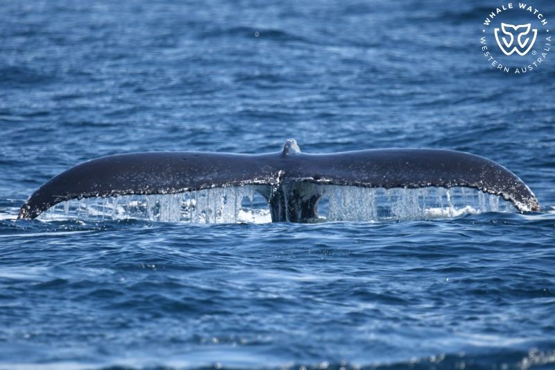 Whale Watch Western Australia