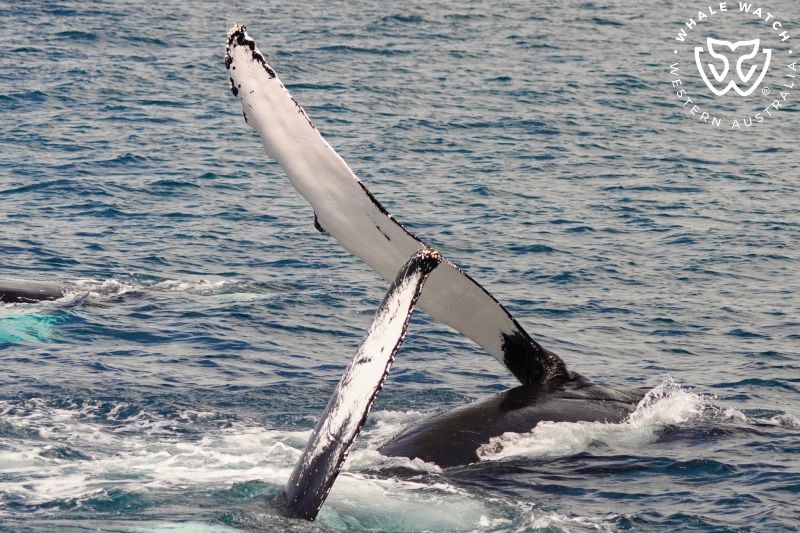 Whale Watch Western Australia