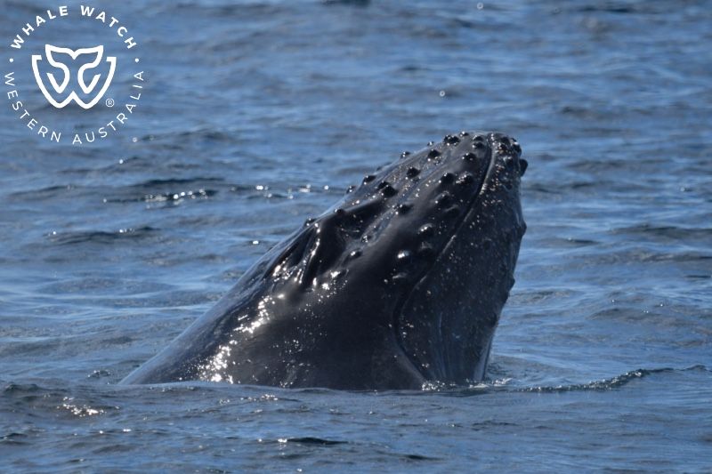 Whale Watch Western Australia
