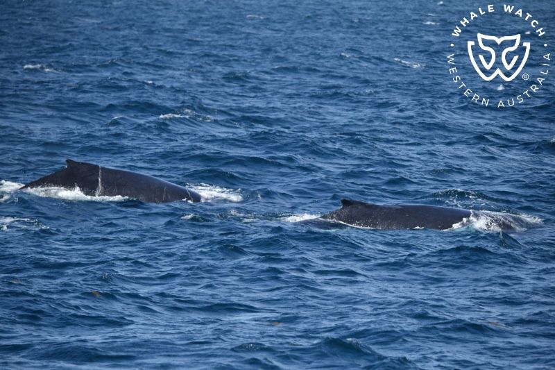 Whale Watch Western Australia