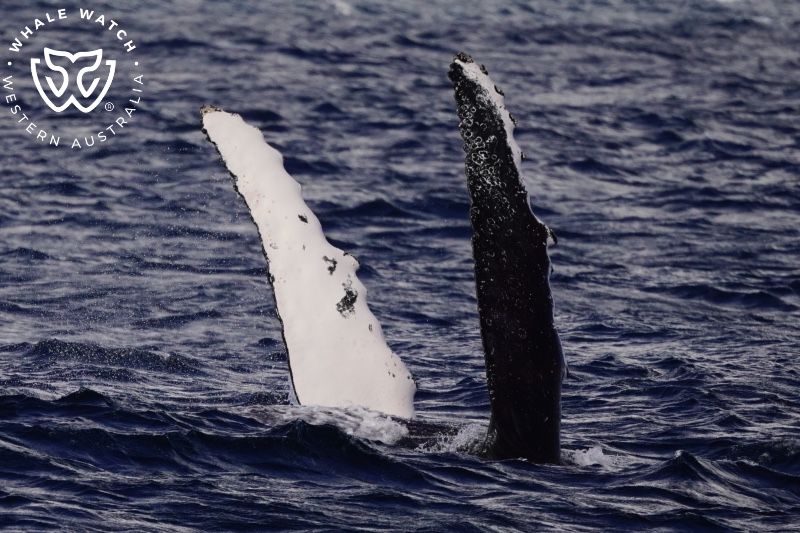 Whale Watch Western Australia