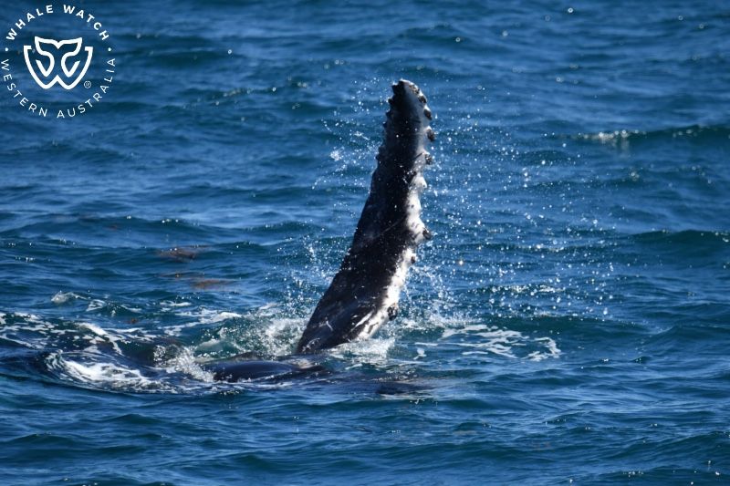 Whale Watch Western Australia