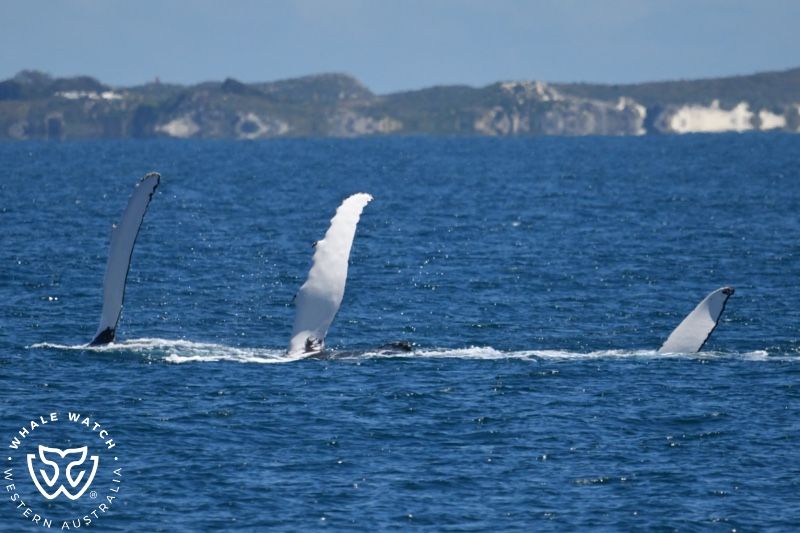 Whale Watch Western Australia