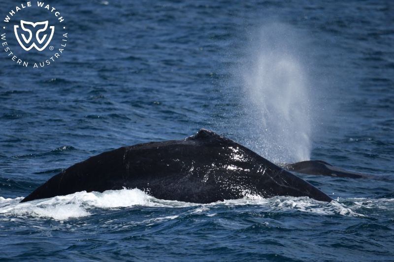 Whale Watch Western Australia