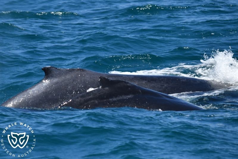Whale Watch Western Australia