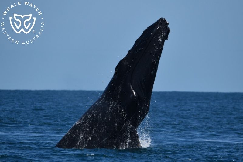 Whale Watch Western Australia
