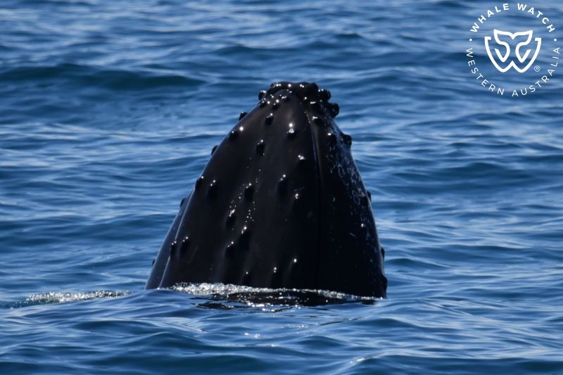 Whale Watch Western Australia