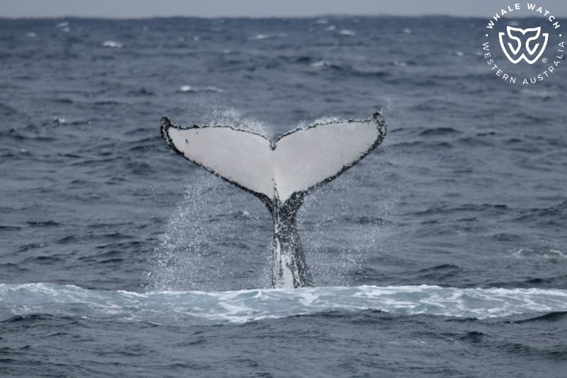 Whale Watch Western Australia