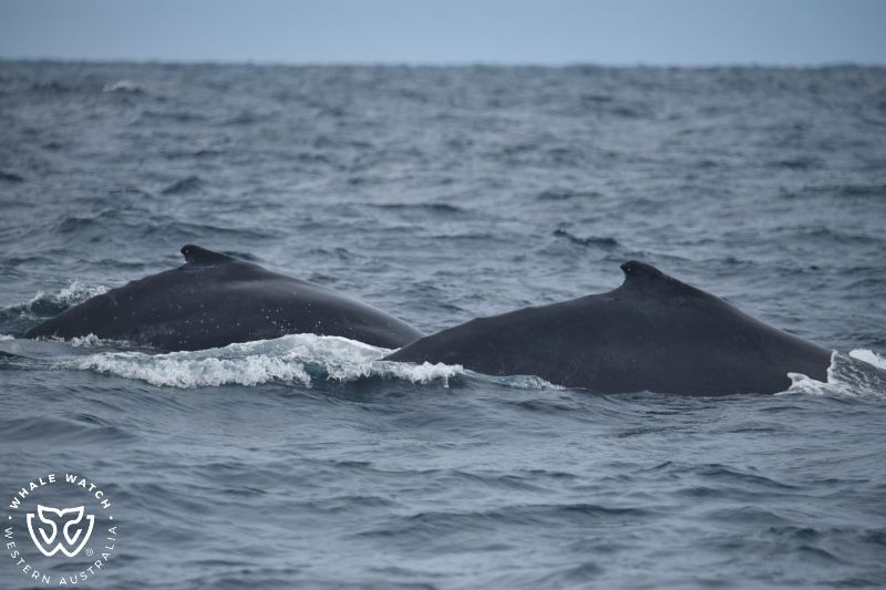 Whale Watch Western Australia