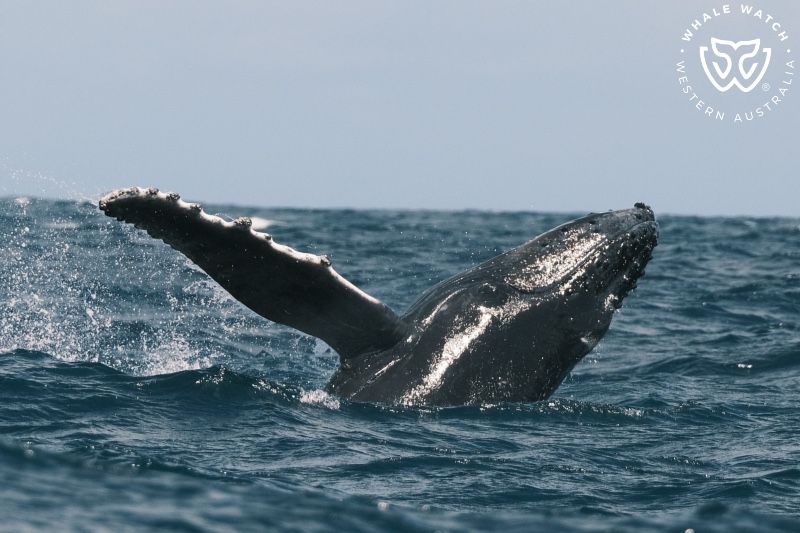 Whale Watch Western Australia