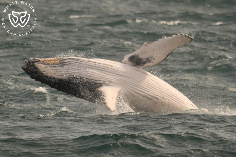 Whale Watch Western Australia