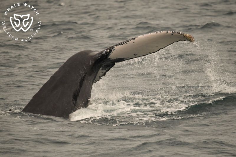 Whale Watch Western Australia