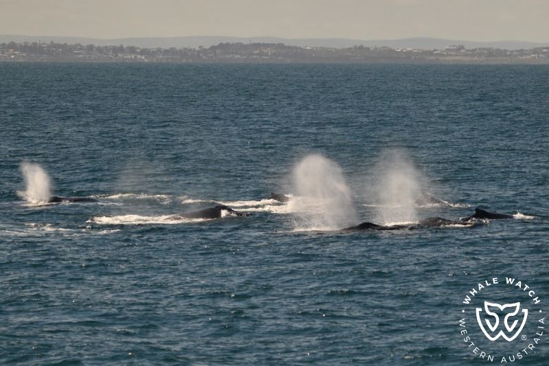 Whale Watch Western Australia