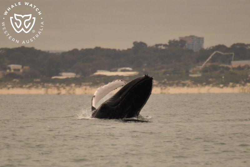 Whale Watch Western Australia
