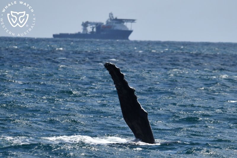Whale Watch Western Australia