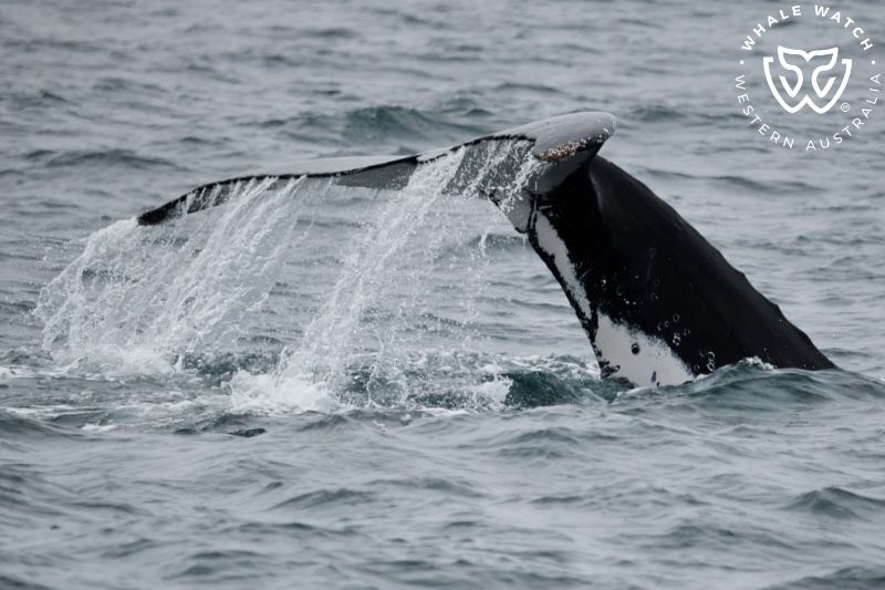 Whale Watch Western Australia