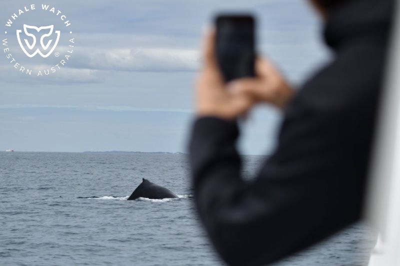 Whale Watch Western Australia