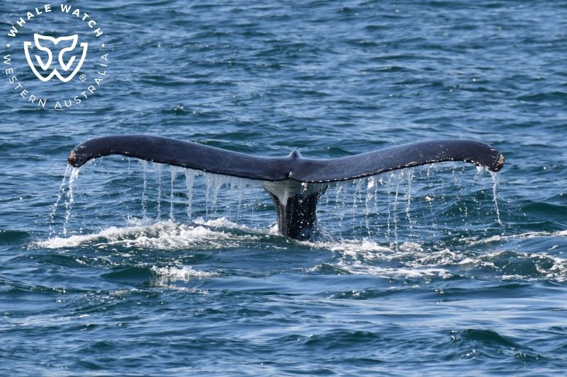 Whale Watch Western Australia