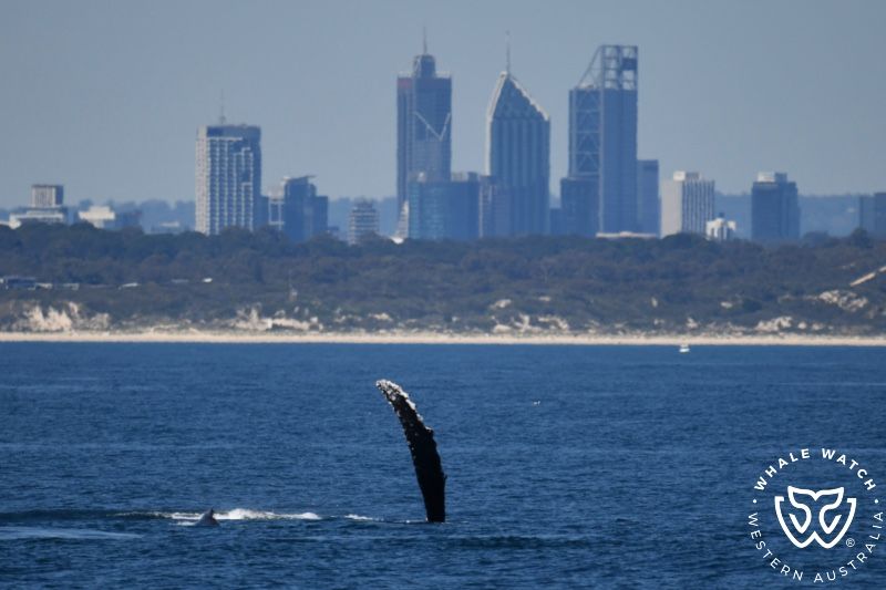 Whale Watch Western Australia