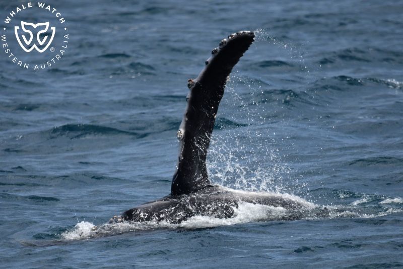 Whale Watch Western Australia