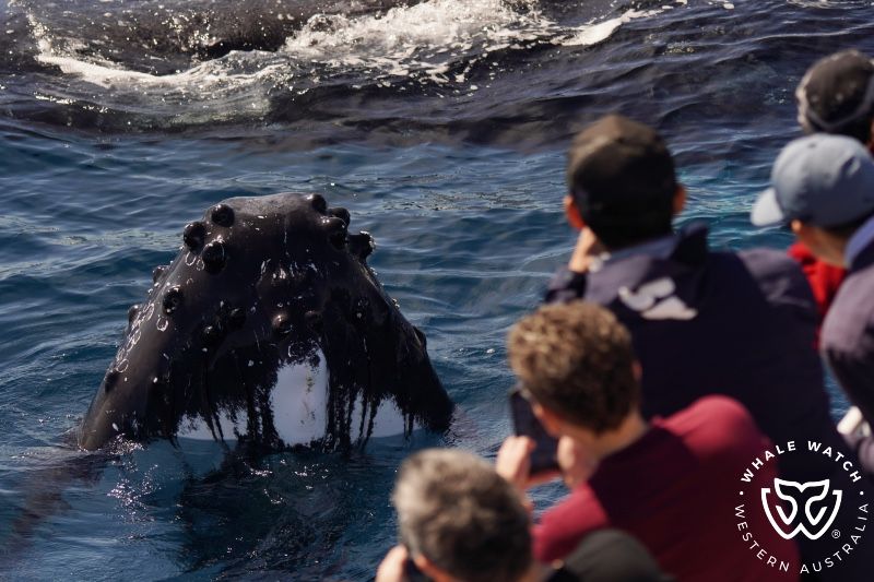 Whale Watch Western Australia