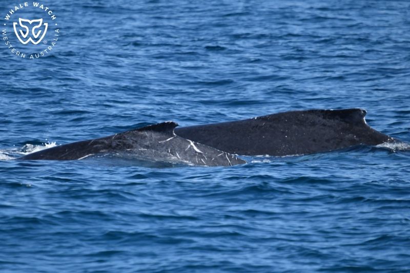 Whale Watch Western Australia