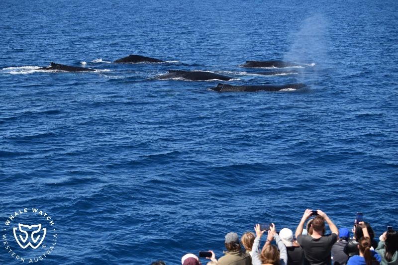 Whale Watch Western Australia