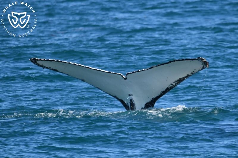 Whale Watch Western Australia