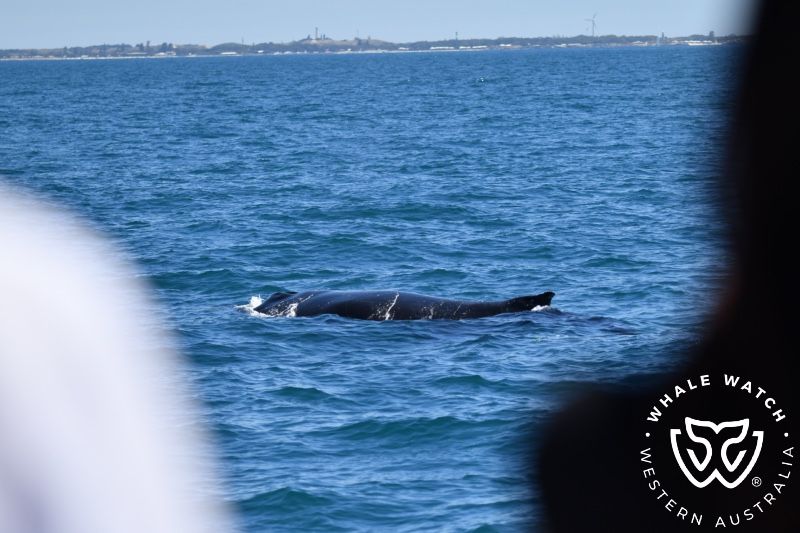 Whale Watch Western Australia