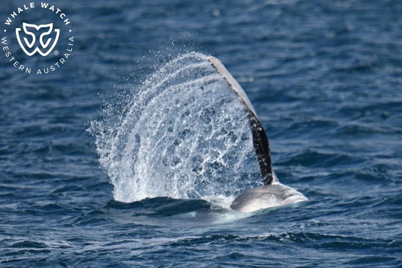 Whale Watch Western Australia