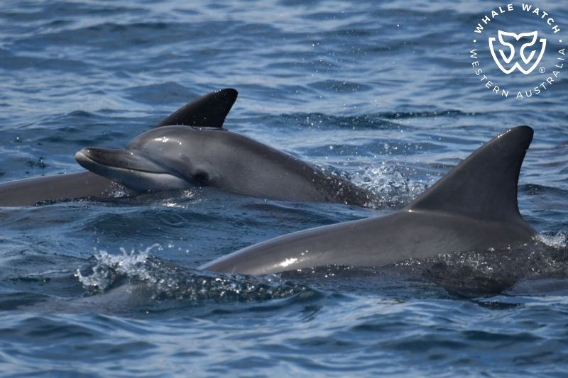 Whale Watch Western Australia