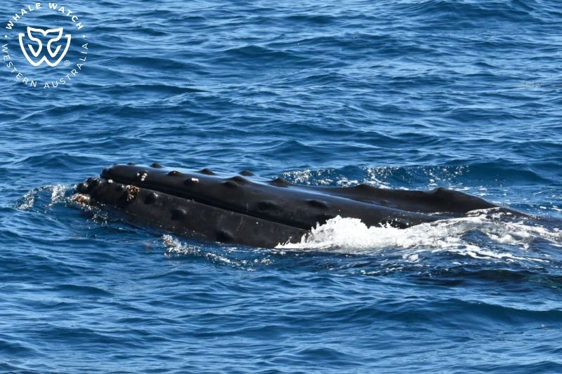 Whale Watch Western Australia
