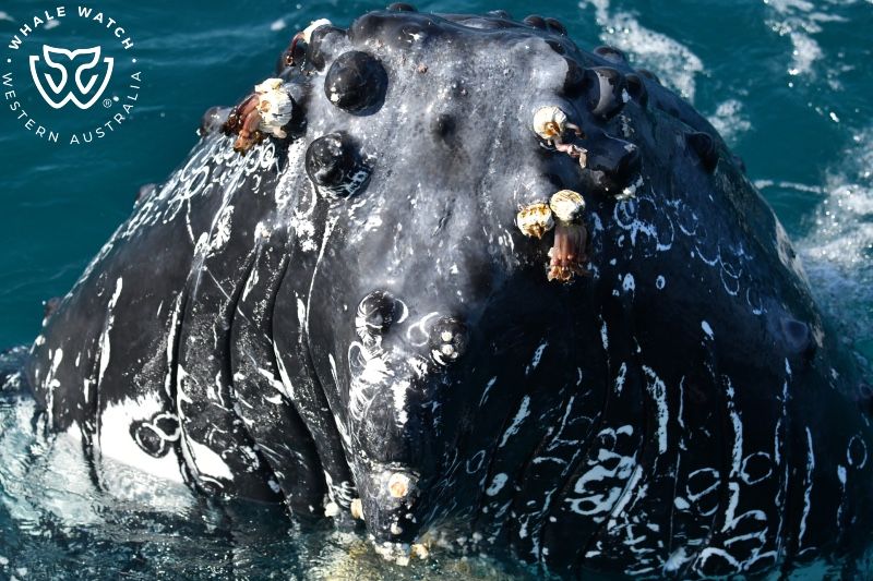 Whale Watch Western Australia