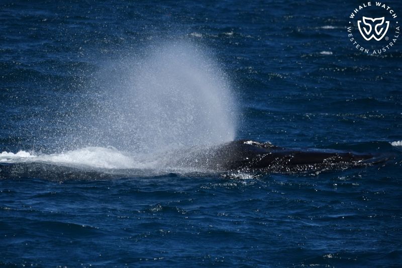 Whale Watch Western Australia