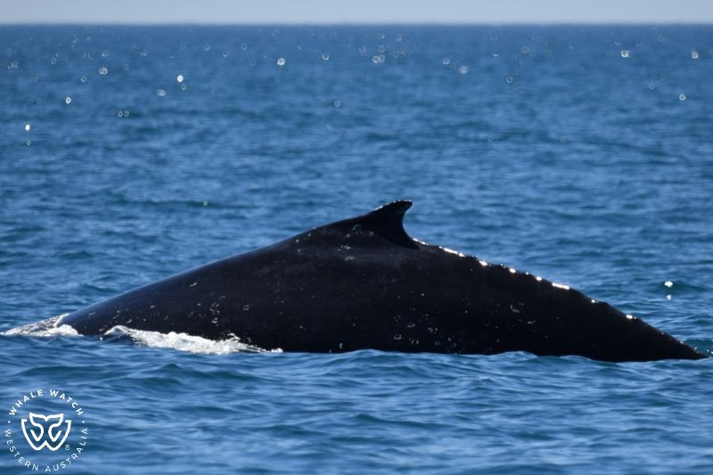 Whale Watch Western Australia