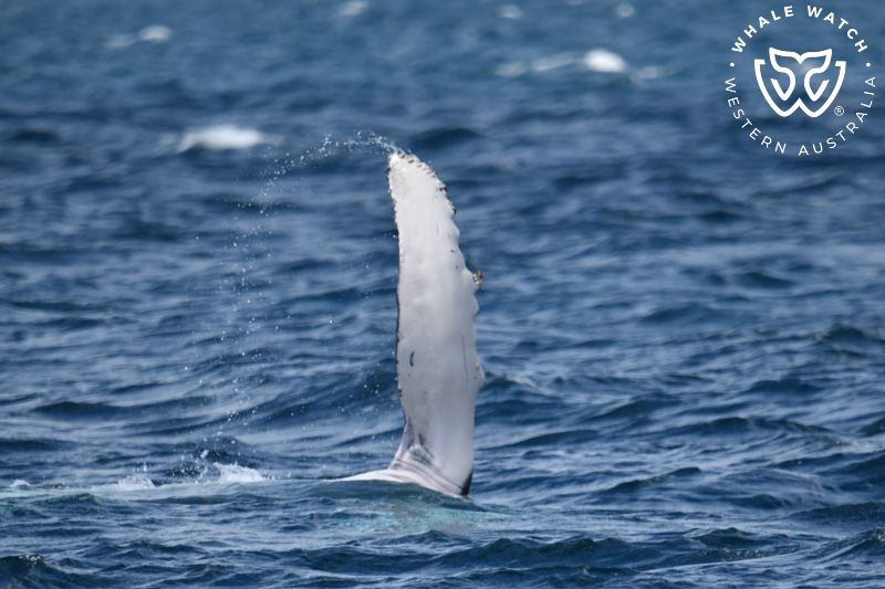 Whale Watch Western Australia