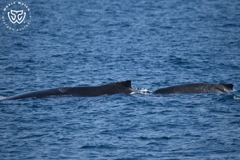 Whale Watch Western Australia