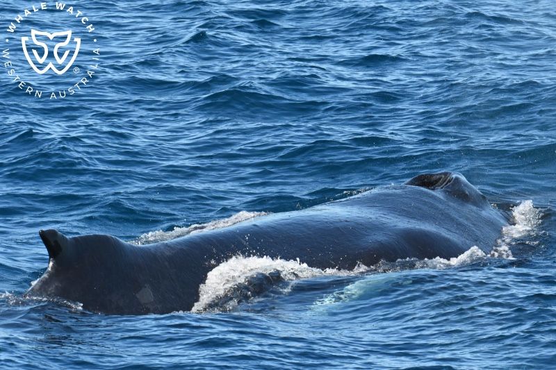 Whale Watch Western Australia