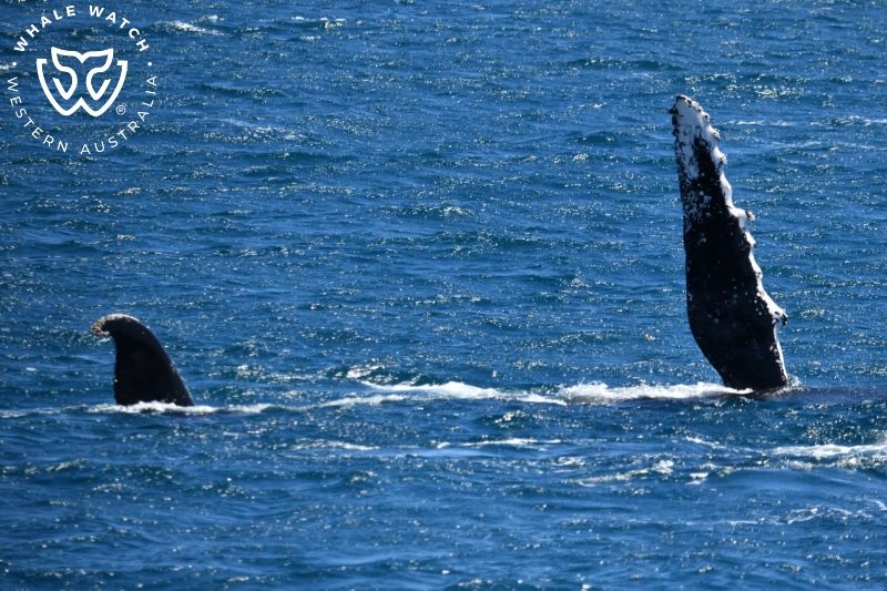 Whale Watch Western Australia