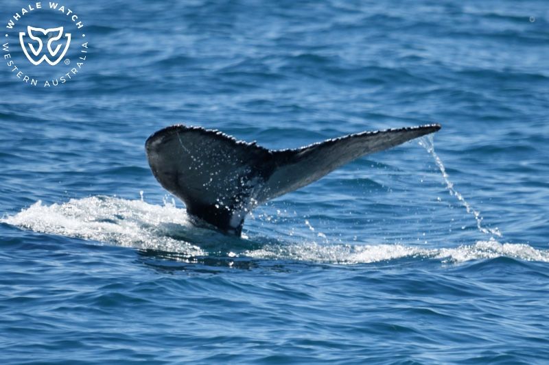 Whale Watch Western Australia