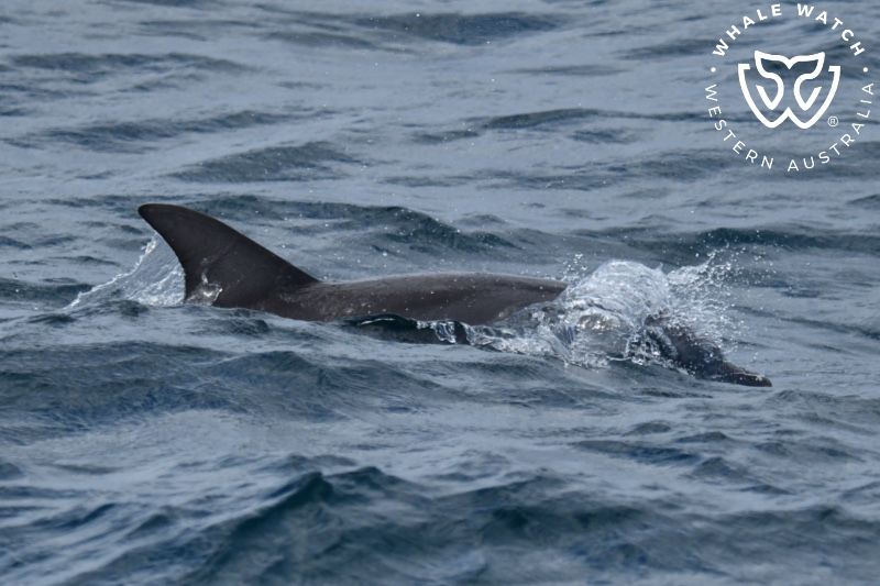 Whale Watch Western Australia