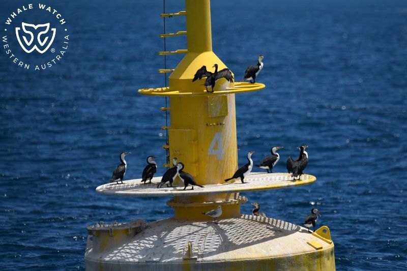 Whale Watch Western Australia