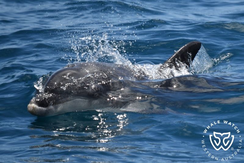Whale Watch Western Australia