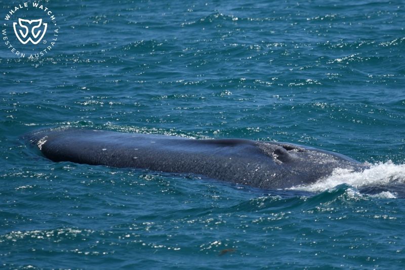 Whale Watch Western Australia