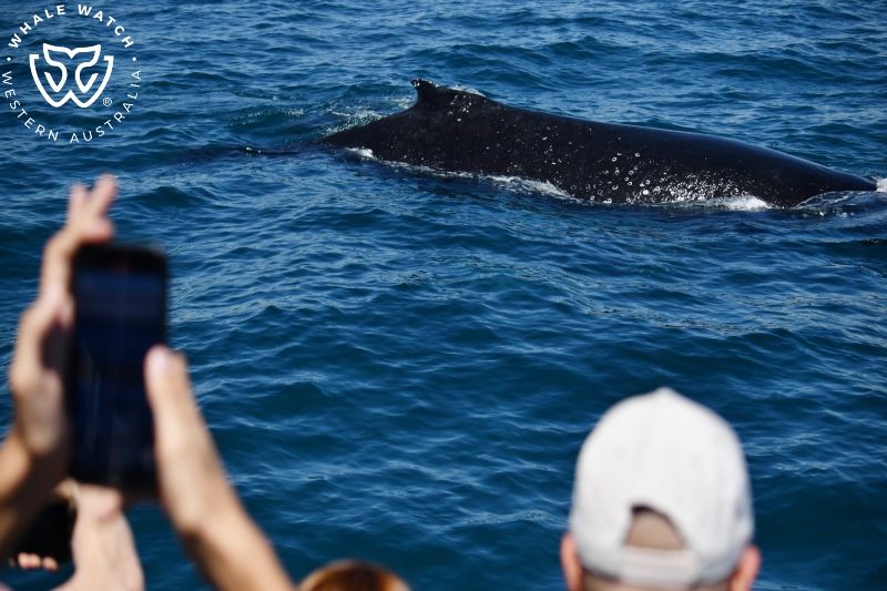 Whale Watch Western Australia