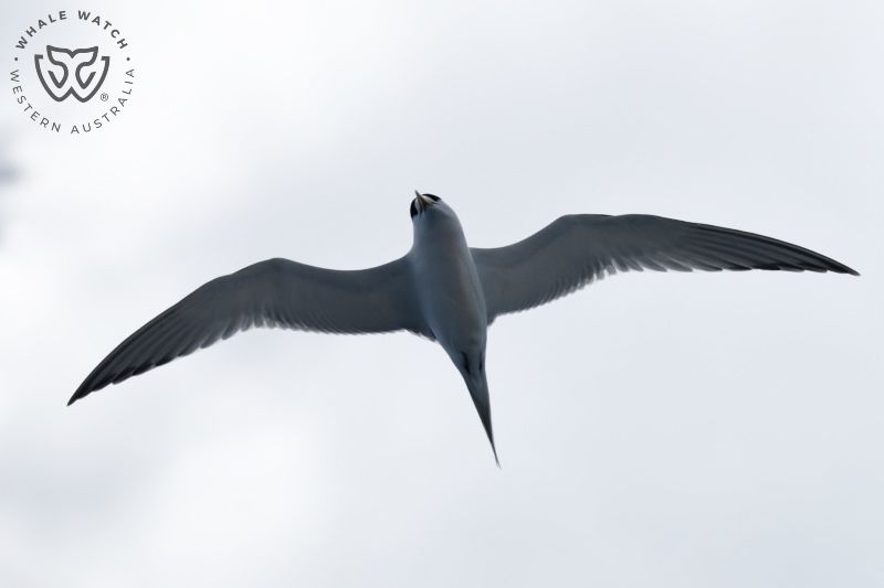 Whale Watch Western Australia