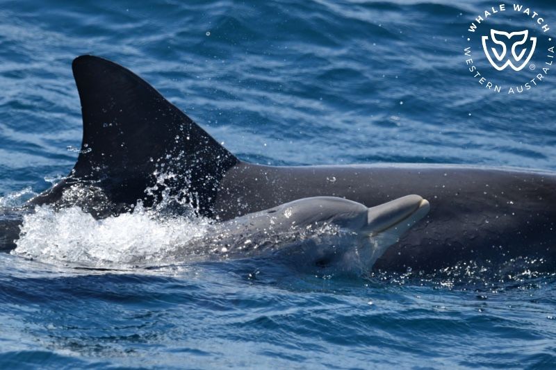 Whale Watch Western Australia