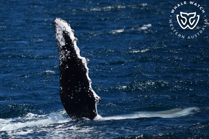 Whale Watch Western Australia