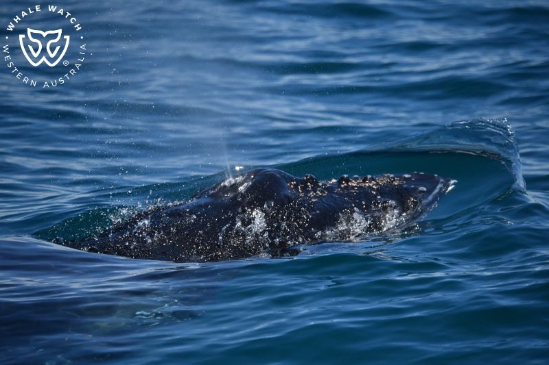 Whale Watch Western Australia