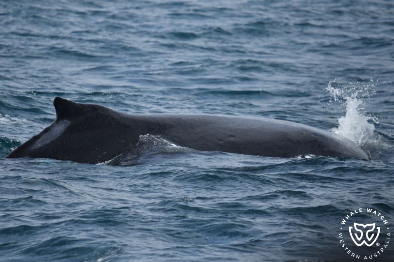 Whale Watch Western Australia